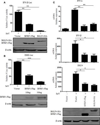 Epstein-Barr Virus Early Protein BFRF1 Suppresses IFN-β Activity by Inhibiting the Activation of IRF3